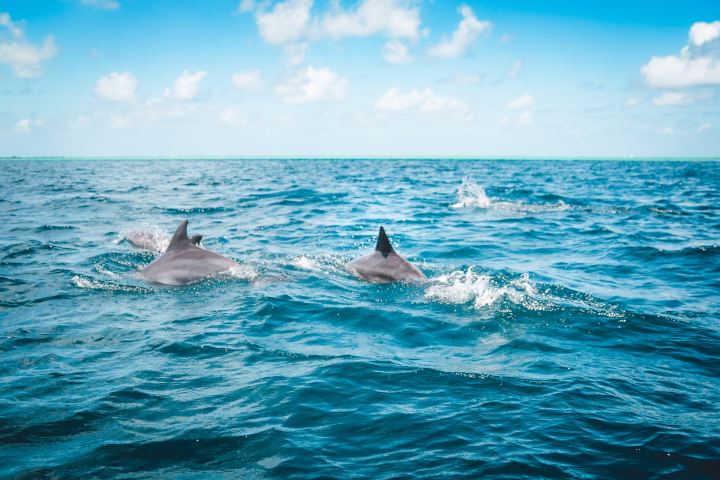 Group of dolphins breaching water